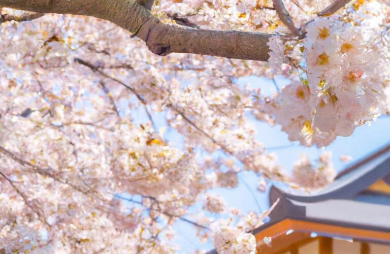 佐倉での住まい探しは私たちにお任せ！
